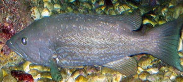 Mycteroperca rubra_002